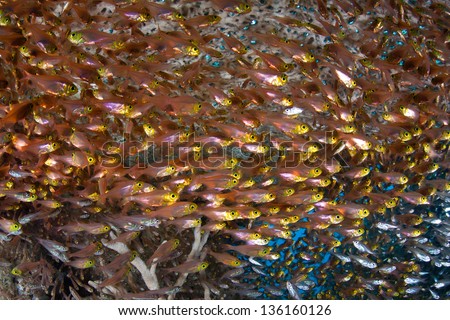 A thick school of Golden sweepers (Parapriacanthus ransonneti) lives under a large coral colony and feed on zooplankton at night in the Indo-Pacific region.
