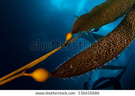 Giant kelp (Macrocystis pyrifera) is a species of large brown algae that grows along the Pacific coast of the United States and southward,
