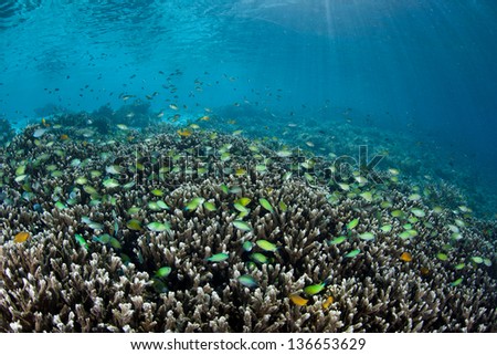 Fish and corals grow in shallow water near a tropical Pacific island.  Competition for space to grow, sunlight, and planktonic food is fierce on Indo-Pacific reefs.