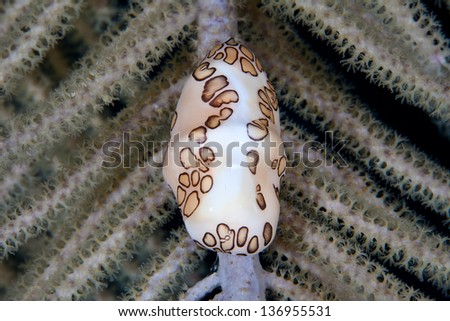 A Flamingo tongue snail (Cyphoma gibbosum) is a small marine gastropod that feeds on sea fans in the Caribbean Sea.