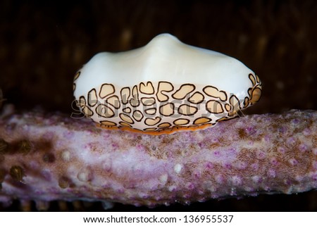 A Flamingo tongue snail (Cyphoma gibbosum) is a small marine gastropod that feeds on sea fans in the Caribbean Sea.