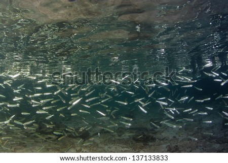 A school of silversides scatter just under the surface of the sea in Raja Ampat, Indonesia.  This species is a common prey fish.