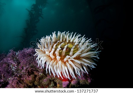 A Fish-eating anemone (Urticina piscivora) attached to the rocky seafloor of a kelp forest in northern California feeds on invertebrates and small fishes.