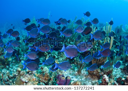 A school of Blue tang (Acanthurus coeruleus) swims over a coral reef in Grand Cayman.
