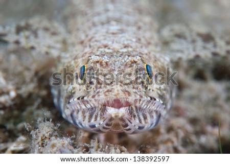 A lizardfish uses color patterns to camouflage itself on a reef in the western Pacific.  This is a predator of small reef fishes.