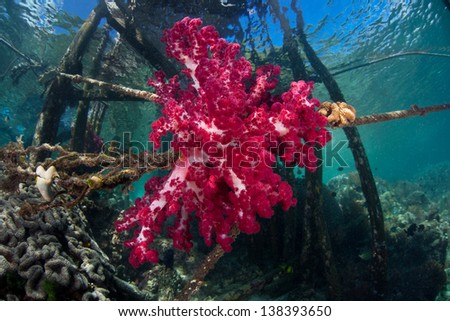 A soft coral colony (Dendronephthya sp.) grows on a wooden pier in Raja Ampat, Indonesia, where it can catch plankton drifting on currents.