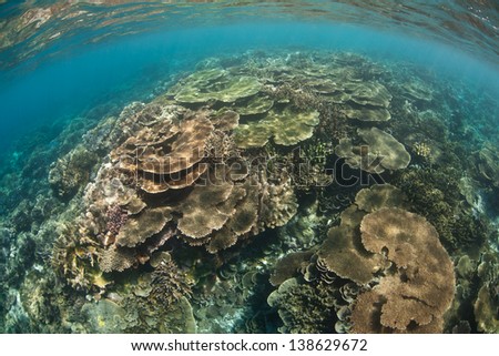 A healthy coral reef, dominated by fast-growing table corals, grows in the Coral Triangle, an area with more marine species than anywhere else on Earth.