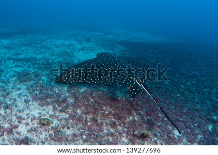 A Spotted eagle ray (Aetobatis narinari) cruises over a rubble bottom near Cocos Island, Costa Rica.  Cocos, a national park, is known for its large shark population.