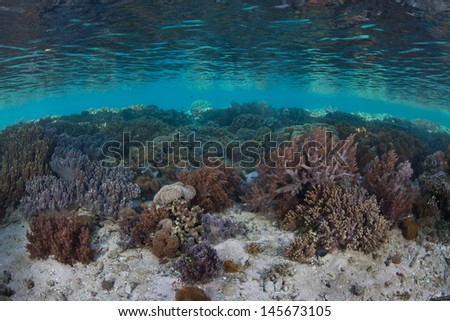 A diversity of corals grow on a healthy, shallow coral reef in the Pacific Coral Triangle, the most diverse area for marine species on Earth.