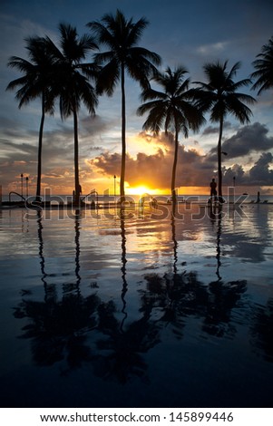 Coconut palm trees line an infinity pool at a resort in Palau, Micronesia.  Palau is a famous destination for divers, snorkelers, and kayakers.
