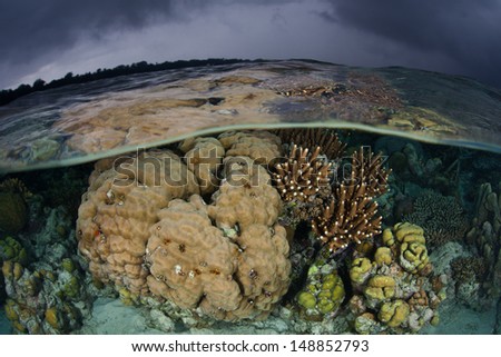 A diverse coral reef comprised mainly of hard, reef-building corals, grows in Marovo Lagoon in the Solomon Islands.  This is the largest saltwater lagoon in the world and is popular for diving.