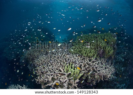 Small reef fish, mainly damselfish, swim above protective reef-building corals as they feed in the Solomon Islands.  This region is found within the Coral Triangle and has high biological diversity.