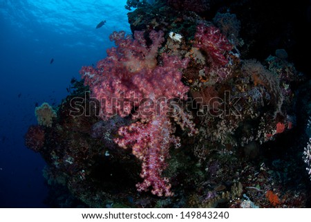 Soft corals (Dendronephthya sp.) grow along a reef drop off near a tropical island in the Solomon Islands.  This area is found within the Coral Triangle and is high biological diversity.