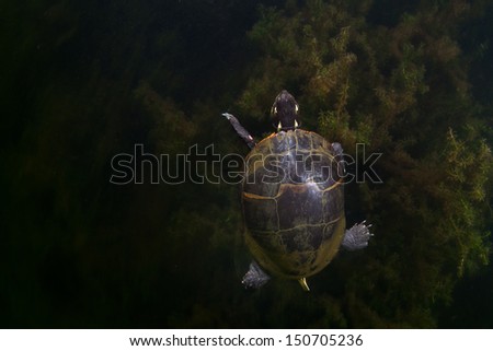 A Painted turtle (Chrysemys picta) swims through the submerged weeds of a freshwater pond in North America.  This is the most widespread native turtle in North America.