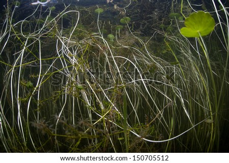 Tangled aquatic vegetation grows along the shallow edge of a freshwater lake in North America.  Ponds and lakes offer views of isolated freshwater ecosystems.