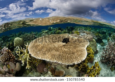 A shallow coral reef, composed of a diversity of hard and soft corals, grows near an idyllic tropical island in the Solomon Islands.  This area is within the famous Coral Triangle.