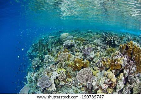 A shallow coral reef, composed of a diversity of hard and soft corals, leads to a vertical wall that drops in the abyss in the Solomon Islands.  This area is within the famous Coral Triangle.