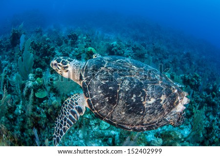 A Hawksbill turtle swims above a coral reef off the island of Grand Cayman in the Caribbean Sea.  This species is endangered according to the IUCN.