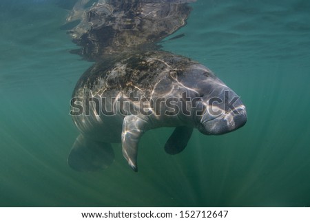 Florida manatees (Trichechus manatus latirostris) are endangered and are under threat by a number of natural and man-induced activities. Manatees are fully aquatic and can live many decades.
