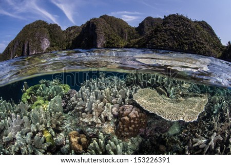 A diversity of hard corals compete for space to grow on a shallow coral reef in Raja Ampat, Indonesia.  This area is one of the most diverse places on Earth for marine life.