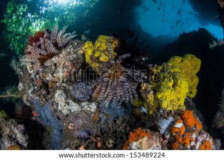 Sponges, crinoids and other colorful invertebrates cling to rocks in an underwater cavern in Raja Ampat, Indonesia.  This region is probably more diverse for marine life than anywhere on Earth.