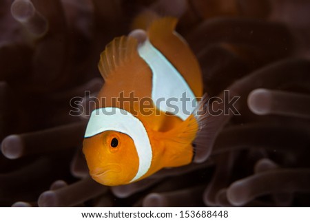 A False clownfish (Amphiprion ocellaris) swims among the tentacles of its host anemone. This symbiosis is mutualistic and both species benefit from the relationship.