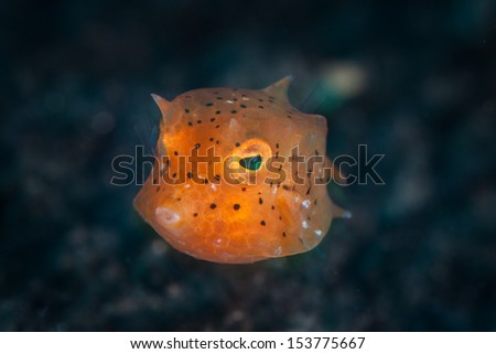 A tiny juvenile Boxfish (Ostracion cubicus), just a centimeter in length, hovers above the sandy sea floor in Lembeh Strait, Indonesia.