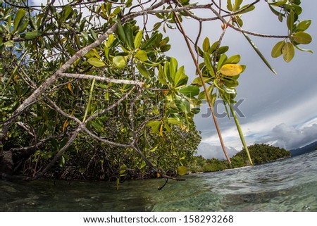 Rhizophora mangrove trees line the edge of a remote island in eastern Indonesia. Mangroves are vital to the overall health of tropical marine ecosystems around the world.