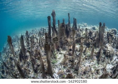 Algae grows on what previously was a coral reef that has been destroyed in the western Pacific. Reef destruction my man and by natural stresses is becoming more common throughout the world.