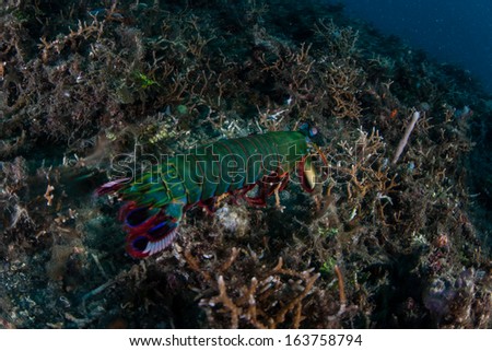 A Peacock mantis shrimp (Odontodactylus scyllarus) crawls quickly across the sea floor in Lembeh Strait, North Sulawesi, Indonesia. This species smashes open mollusk shells to feed.
