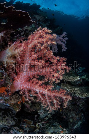Colorful soft corals (Dendronephthya sp.) on a healthy coral reef in the heart of the coral triangle. This region encompasses the seas from the Philippines to Indonesia to the Solomon Islands.
