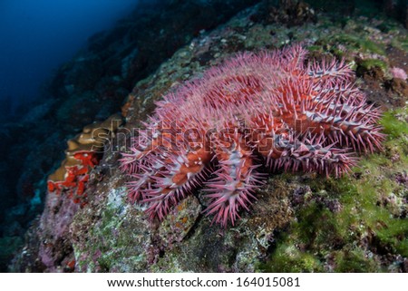 A Crown-of-thorns seastar (Acanthaster planci) clings to a rocky reef near Cocos Island, Costa Rica. Crown-of-thorns seastars feed on coral and can destroy entire reefs under the right conditions.