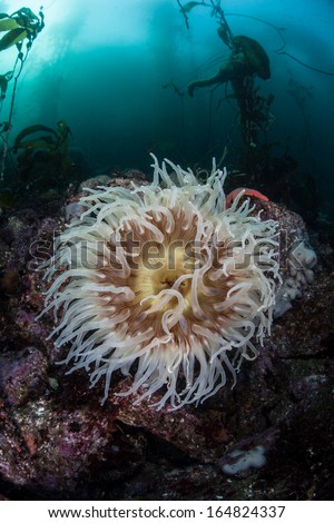A Fish-eating anemone (Urticina piscivora) grows on the rocky bottom of a diverse kelp forest growing in the shallows of in Monterey Bay, California. Kelp beds are important homes for many species.