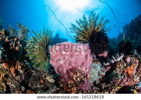 Crinoids cling to a large sponge growing on a steep reef drop off in Bunaken Marine Park, North Sulawesi, Indonesia. This area is known for its spectacular marine biological diversity and diving.