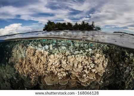 Reef-building corals and small reef fish thrive on a shallow reef flat in the Solomon Islands. This area is known for its extremely high marine biodiversity and excellent scuba diving.