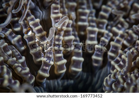 Detail of the tentacles of a beaded anemone (Heteractis aurora). This anemone does host anemone fish and is found living on coral reefs throughout the tropical Indo-Pacific region.