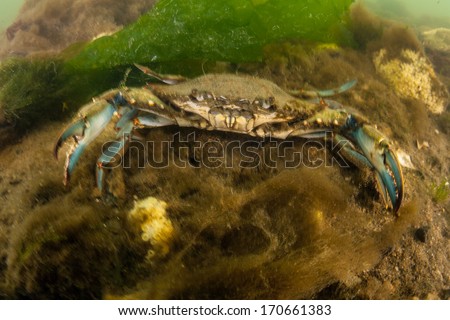 A Blue crab (Callinectes sapidus) is a species of crustacean native to the western Atlantic Ocean. This crab is of culinary and economic importance in the U.S., especially in the Chesapeake Bay.