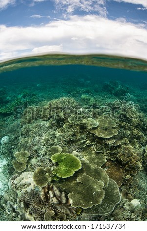 A diverse set of reef-building corals compete for space to grow on a shallow reef in Raja Ampat, Indonesia. This beautiful equatorial region is known as the heart of marine biological diversity.