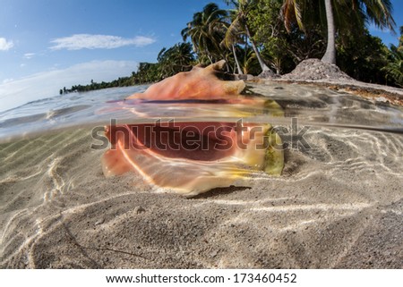 A conch (Lobatus gigas) lays in shallow water near the sandy beach of a cay off Belize. This species of mollusk is common throughout the Caribbean Sea but is being overfished in many areas.