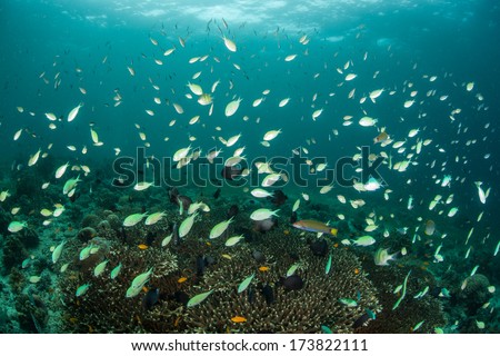 On a coral reef in the Philippines, blue-green damselfish (Chromis viridian) swarm above a slope where they can dive to safety if a predator swims too close. The reef fish are feeding on plankton.
