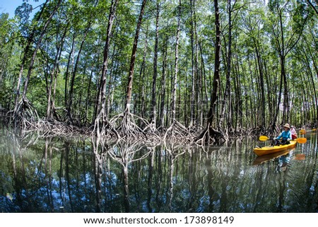 A pristine mangrove forest grows in the Mergui Archipelago, Myanmar. Mangroves are best explored by kayaking when the tide is high. These flooded forests are ecologically important to region.