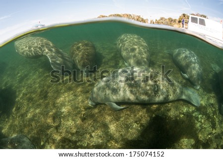 Florida manatees (Trichechus manatus latirostris) sleep on the shallow bottom of a freshwater spring in Florida. This animal is endangered and is of great conservation concern to the government.