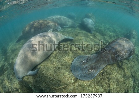 Florida manatees (Trichechus manatus latirostris) sleep on the shallow bottom of a freshwater spring in Florida. This species is endangered and is of great conservation concern to the government.