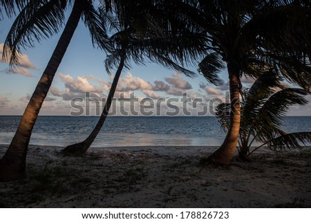 Coconut palm trees (Cocos nucifera) grow on a sandy beach in the Caribbean. This palm is perhaps the most widespread tree in the tropics and has many uses.
