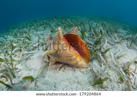 A Queen conch (Stromus gigas) lies on a shallow seagrass bed in the Caribbean Sea. This species is often collected for it edible meat throughout the region.