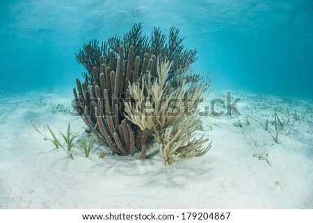 A bouquet of gorgonians grows on a shallow, white sand bottom in the Caribbean Sea.