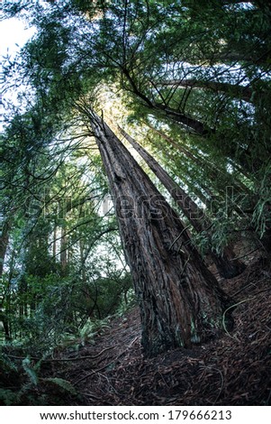 Sunlight penetrates the canopy of a second growth Redwood tree forest in northern California. Redwoods have been logged extensively throughout the west coast.