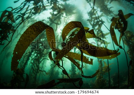 A kelp forest, dominated by giant kelp (Macrocystis pyrifera), grows off the coast of northern California. This is an important habitat for a diverse array of eastern Pacific marine life.