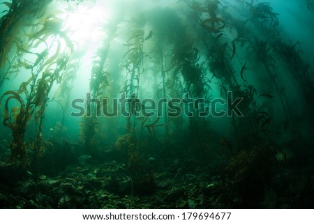A kelp forest, dominated by giant kelp (Macrocystis pyrifera), grows off the coast of northern California. This is an important habitat for a diverse array of eastern Pacific marine life.