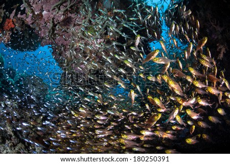 Pygmy sweepers (Parapriacanthus ransonneti) school in a small cave on a diverse reef near Buyat Bay on the island of Sulawesi, Indonesia. These small fish are common throughout the Indo-Pacific.